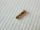 Contatto pin dorato femmina volante diam. mm. 1 (n.100 pezzi)